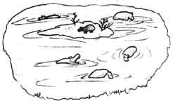 6 hippopotames dans un lac